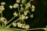 Leafy bulrush